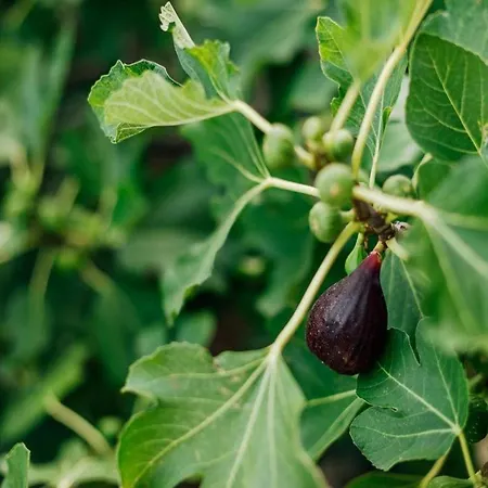 Ciara - One Bedroom With Pool And Sea View *